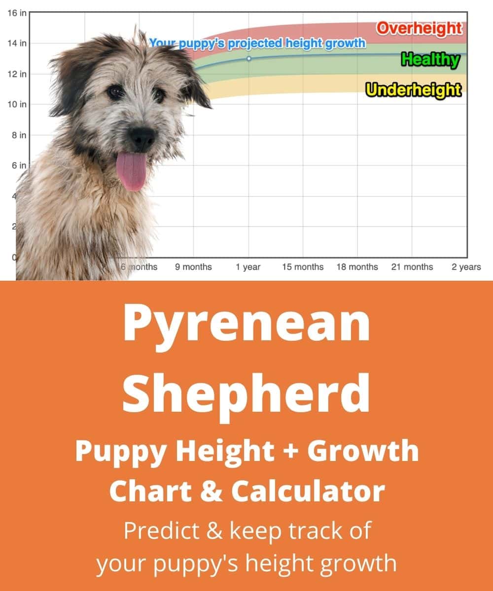 pyrenean-shepherd Puppy height Growth Chart